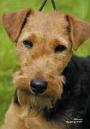 terrier